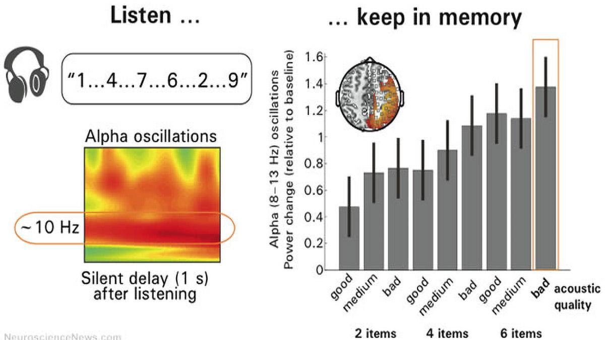Noise Disrupts Short Term Memory InfoGraphic