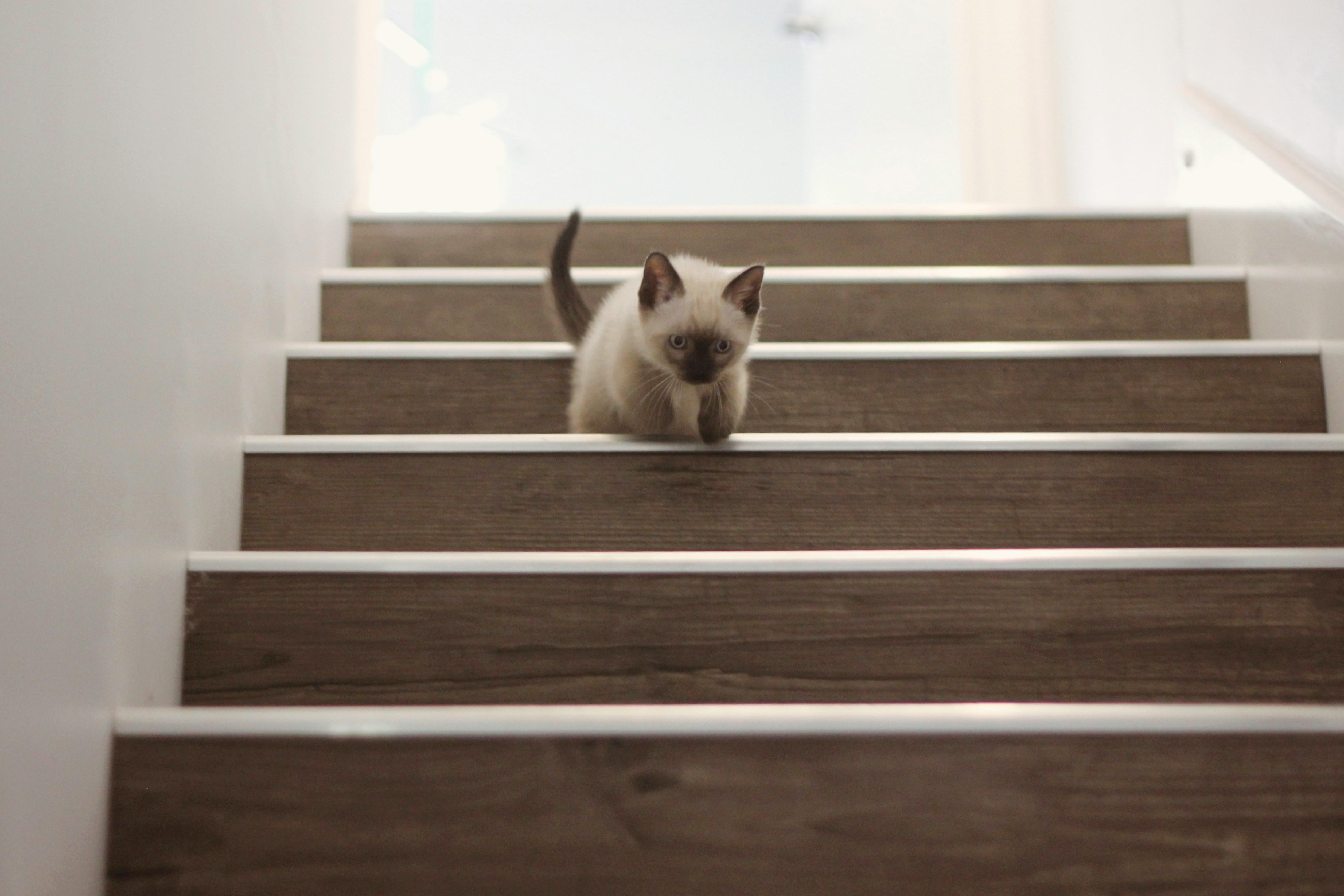Photo of a kitten descending stairs by Polly Alexandra on Unsplash