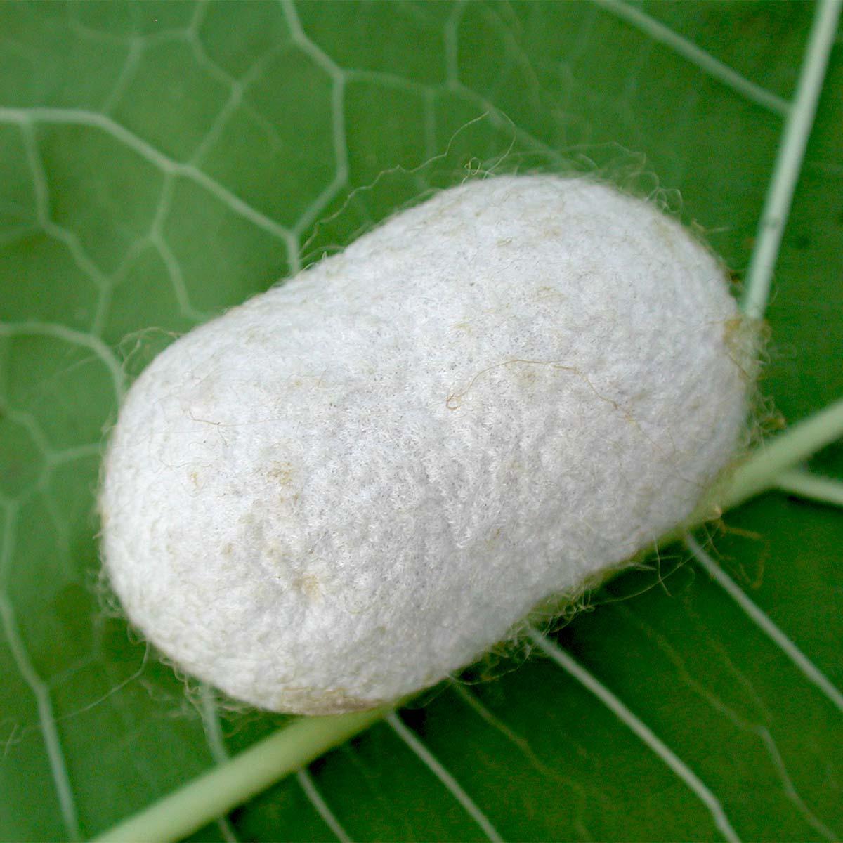 Silkworm Cocoon on a leaf photo by Butterflyarc on Pixabay