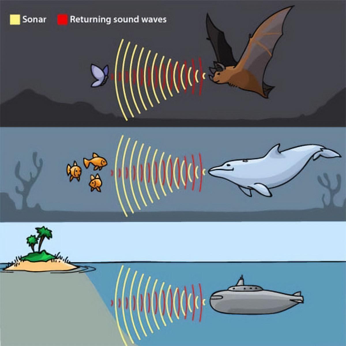 Three types of echolocation graphic