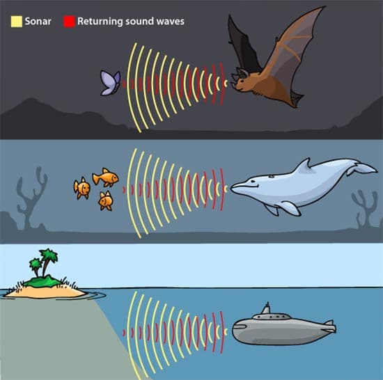 Types of Echolocation