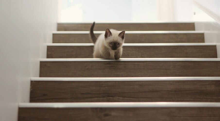A Siamese kitten hops down a flight of stairs